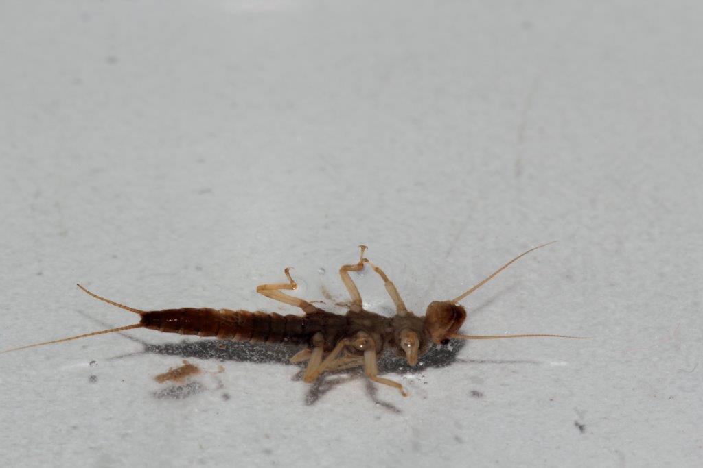 Plecotteri: foto di laboratorio da confermare